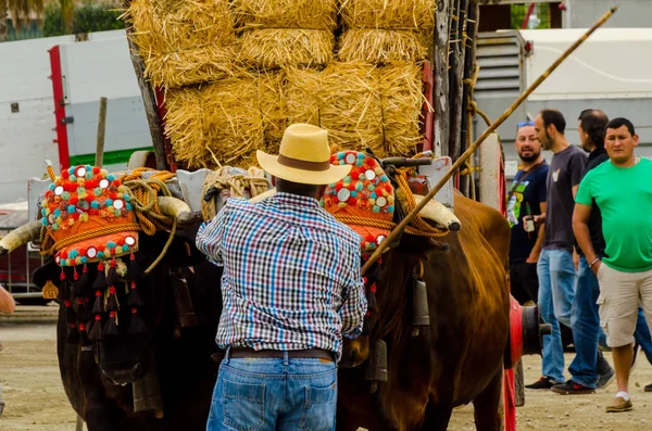 Almayate, İspanya - 21 Nisan 2018 sürücü öküz arabası, carters ile öküz, profesyonel çalışma ile yeteneği sunumunu dayalı geleneksel Endülüs Yarışması olay