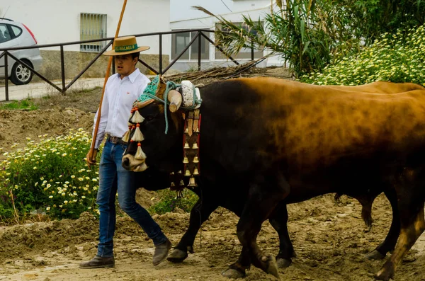 Almayate Espagne Avril 2018 Concours Andalou Traditionnel Basé Sur Présentation — Photo