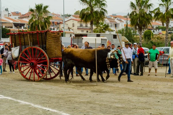 2018 日のスペイン ドライブ牛カート 牛とカーターズのプロの仕事をする能力のプレゼンテーションに基づく伝統的なアンダルシア コンテスト イベント — ストック写真