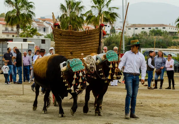 2018 日のスペイン ドライブ牛カート 牛とカーターズのプロの仕事をする能力のプレゼンテーションに基づく伝統的なアンダルシア コンテスト イベント — ストック写真