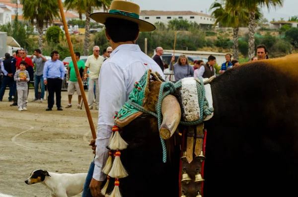 Almayate, İspanya - 21 Nisan 2018 sürücü öküz arabası, carters ile öküz, profesyonel çalışma ile yeteneği sunumunu dayalı geleneksel Endülüs Yarışması olay