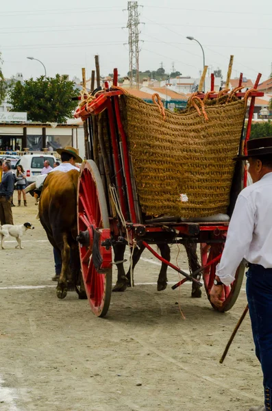 Almayate, İspanya - 21 Nisan 2018 sürücü öküz arabası, carters ile öküz, profesyonel çalışma ile yeteneği sunumunu dayalı geleneksel Endülüs Yarışması olay