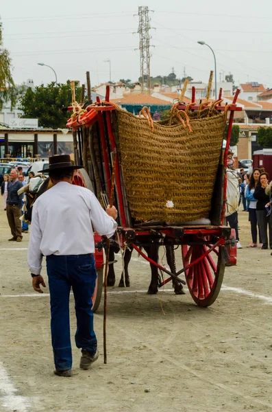 stock image ALMAYATE, SPAIN - APRIL 21, 2018 Traditional Andalusian contest based on the presentation of the ability to drive oxen with a cart, professional work of carters with oxen, event