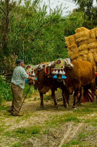西班牙阿尔马约特 2018年4月21日传统安达卢西亚比赛的基础上展示了驾驶牛与购物车的能力 与牛的卡车的专业工作 — 图库照片