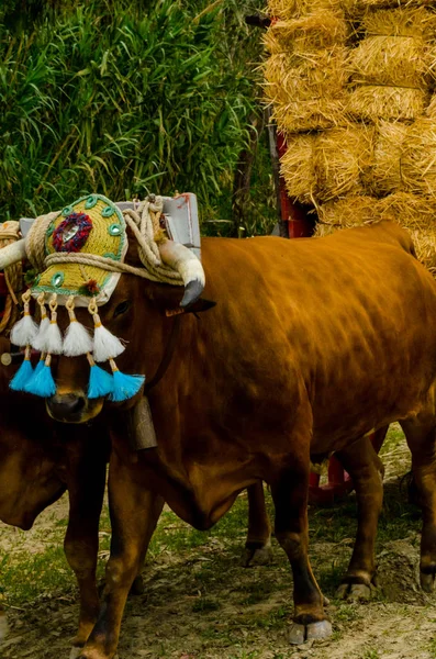 Almayate Espanha Abril 2018 Concurso Andaluz Tradicional Baseado Apresentação Capacidade — Fotografia de Stock