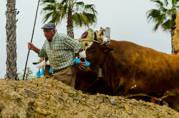 Almayate Spanien April 2018 Traditionell Andalusisk Tävling Baserad Presentationen Förmågan — Stockfoto