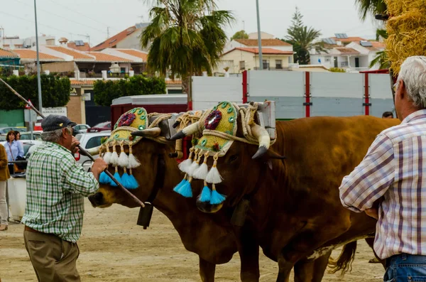 Almayate Spanien April 2018 Traditionell Andalusisk Tävling Baserad Presentationen Förmågan — Stockfoto