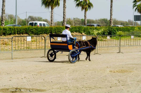 Almayate, İspanya - 22 Nisan 2018 sürücü at arabası, atları ile carters profesyonel çalışma ile yeteneği sunumunu dayalı geleneksel Endülüs Yarışması