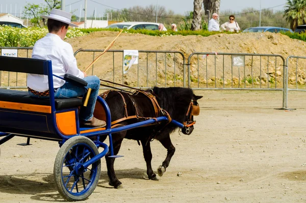 Almayate Spain April 2018 Traditional Andalusian Contest Based Presentation Ability — Stock Photo, Image