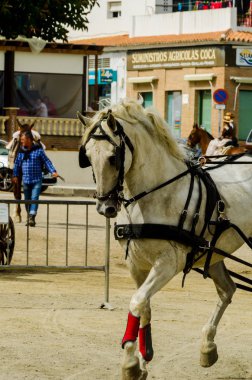 Almayate, İspanya - 22 Nisan 2018 sürücü at arabası, atları ile carters profesyonel çalışma ile yeteneği sunumunu dayalı geleneksel Endülüs Yarışması