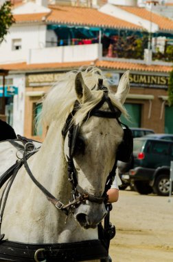 Almayate, İspanya - 22 Nisan 2018 sürücü at arabası, atları ile carters profesyonel çalışma ile yeteneği sunumunu dayalı geleneksel Endülüs Yarışması