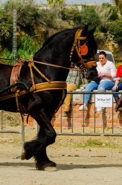 Almayate, İspanya - 22 Nisan 2018 sürücü at arabası, atları ile carters profesyonel çalışma ile yeteneği sunumunu dayalı geleneksel Endülüs Yarışması