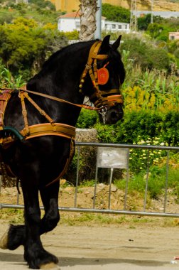 Almayate, İspanya - 22 Nisan 2018 sürücü at arabası, atları ile carters profesyonel çalışma ile yeteneği sunumunu dayalı geleneksel Endülüs Yarışması