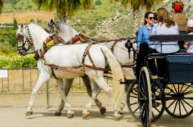 Almayate, İspanya - 22 Nisan 2018 sürücü at arabası, atları ile carters profesyonel çalışma ile yeteneği sunumunu dayalı geleneksel Endülüs Yarışması