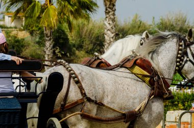 Almayate, İspanya - 22 Nisan 2018 sürücü at arabası, atları ile carters profesyonel çalışma ile yeteneği sunumunu dayalı geleneksel Endülüs Yarışması