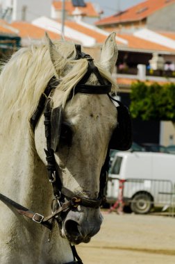 Almayate, İspanya - 22 Nisan 2018 sürücü at arabası, atları ile carters profesyonel çalışma ile yeteneği sunumunu dayalı geleneksel Endülüs Yarışması