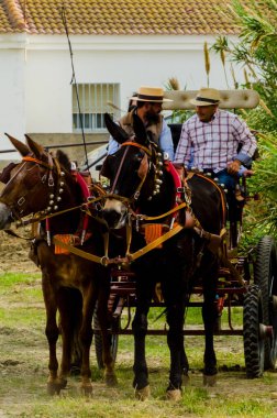 Almayate, İspanya - 22 Nisan 2018 sürücü at arabası, atları ile carters profesyonel çalışma ile yeteneği sunumunu dayalı geleneksel Endülüs Yarışması