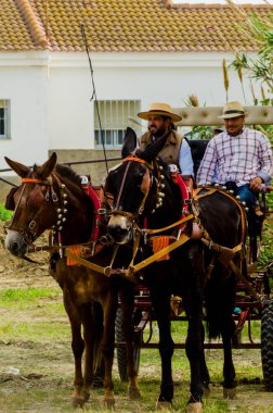 Almayate, İspanya - 22 Nisan 2018 sürücü at arabası, atları ile carters profesyonel çalışma ile yeteneği sunumunu dayalı geleneksel Endülüs Yarışması