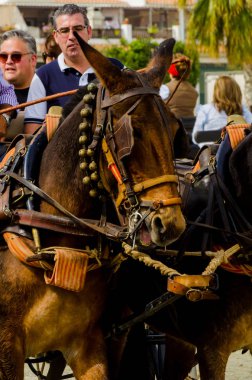 Almayate, İspanya - 22 Nisan 2018 sürücü at arabası, atları ile carters profesyonel çalışma ile yeteneği sunumunu dayalı geleneksel Endülüs Yarışması