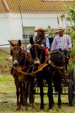 Almayate, İspanya - 22 Nisan 2018 sürücü at arabası, atları ile carters profesyonel çalışma ile yeteneği sunumunu dayalı geleneksel Endülüs Yarışması