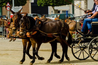 Almayate, İspanya - 22 Nisan 2018 sürücü at arabası, atları ile carters profesyonel çalışma ile yeteneği sunumunu dayalı geleneksel Endülüs Yarışması