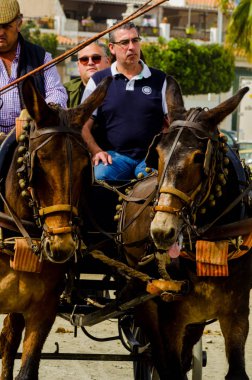 Almayate, İspanya - 22 Nisan 2018 sürücü at arabası, atları ile carters profesyonel çalışma ile yeteneği sunumunu dayalı geleneksel Endülüs Yarışması