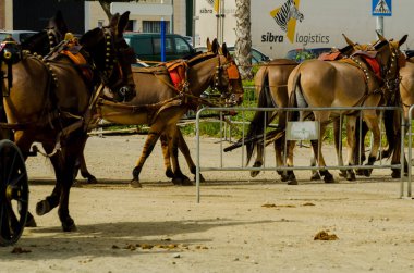 Almayate, İspanya - 22 Nisan 2018 sürücü at arabası, atları ile carters profesyonel çalışma ile yeteneği sunumunu dayalı geleneksel Endülüs Yarışması
