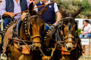 Almayate, İspanya - 22 Nisan 2018 sürücü at arabası, atları ile carters profesyonel çalışma ile yeteneği sunumunu dayalı geleneksel Endülüs Yarışması