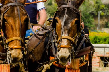 Almayate, İspanya - 22 Nisan 2018 sürücü at arabası, atları ile carters profesyonel çalışma ile yeteneği sunumunu dayalı geleneksel Endülüs Yarışması