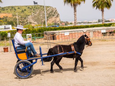 Almayate, İspanya - 22 Nisan 2018 sürücü at arabası, atları ile carters profesyonel çalışma ile yeteneği sunumunu dayalı geleneksel Endülüs Yarışması