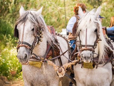 Almayate, İspanya - 22 Nisan 2018 sürücü at arabası, atları ile carters profesyonel çalışma ile yeteneği sunumunu dayalı geleneksel Endülüs Yarışması
