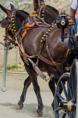 Almayate, İspanya - 22 Nisan 2018 sürücü at arabası, atları ile carters profesyonel çalışma ile yeteneği sunumunu dayalı geleneksel Endülüs Yarışması