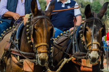 Almayate, İspanya - 22 Nisan 2018 sürücü at arabası, atları ile carters profesyonel çalışma ile yeteneği sunumunu dayalı geleneksel Endülüs Yarışması