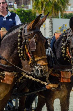 Almayate, İspanya - 22 Nisan 2018 sürücü at arabası, atları ile carters profesyonel çalışma ile yeteneği sunumunu dayalı geleneksel Endülüs Yarışması