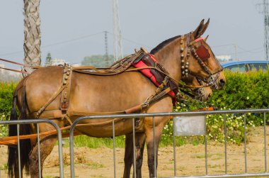 Almayate, İspanya - 22 Nisan 2018 sürücü at arabası, atları ile carters profesyonel çalışma ile yeteneği sunumunu dayalı geleneksel Endülüs Yarışması