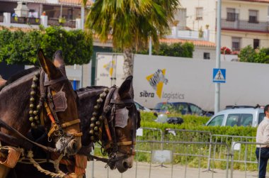 Almayate, İspanya - 22 Nisan 2018 sürücü at arabası, atları ile carters profesyonel çalışma ile yeteneği sunumunu dayalı geleneksel Endülüs Yarışması