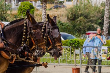 Almayate, İspanya - 22 Nisan 2018 sürücü at arabası, atları ile carters profesyonel çalışma ile yeteneği sunumunu dayalı geleneksel Endülüs Yarışması