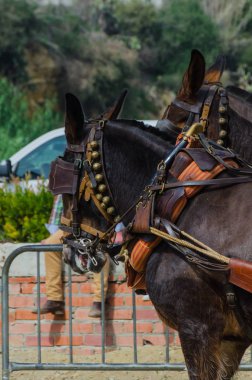 Almayate, İspanya - 22 Nisan 2018 sürücü at arabası, atları ile carters profesyonel çalışma ile yeteneği sunumunu dayalı geleneksel Endülüs Yarışması