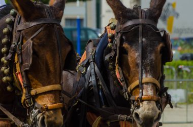 Almayate, İspanya - 22 Nisan 2018 sürücü at arabası, atları ile carters profesyonel çalışma ile yeteneği sunumunu dayalı geleneksel Endülüs Yarışması