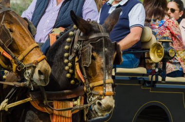 Almayate, İspanya - 22 Nisan 2018 sürücü at arabası, atları ile carters profesyonel çalışma ile yeteneği sunumunu dayalı geleneksel Endülüs Yarışması