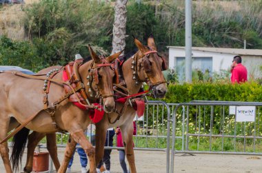 Almayate, İspanya - 22 Nisan 2018 sürücü at arabası, atları ile carters profesyonel çalışma ile yeteneği sunumunu dayalı geleneksel Endülüs Yarışması
