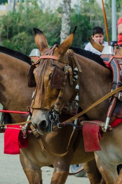 Almayate, İspanya - 22 Nisan 2018 sürücü at arabası, atları ile carters profesyonel çalışma ile yeteneği sunumunu dayalı geleneksel Endülüs Yarışması