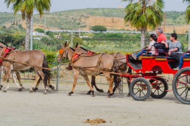 Almayate, İspanya - 22 Nisan 2018 sürücü at arabası, atları ile carters profesyonel çalışma ile yeteneği sunumunu dayalı geleneksel Endülüs Yarışması