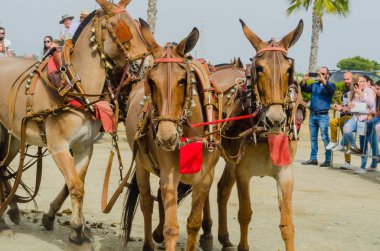 Almayate, İspanya - 22 Nisan 2018 sürücü at arabası, atları ile carters profesyonel çalışma ile yeteneği sunumunu dayalı geleneksel Endülüs Yarışması