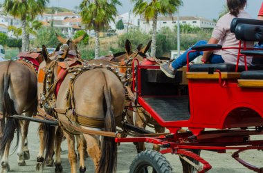 Almayate, İspanya - 22 Nisan 2018 sürücü at arabası, atları ile carters profesyonel çalışma ile yeteneği sunumunu dayalı geleneksel Endülüs Yarışması