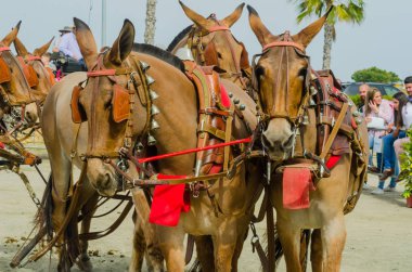 Almayate, İspanya - 22 Nisan 2018 sürücü at arabası, atları ile carters profesyonel çalışma ile yeteneği sunumunu dayalı geleneksel Endülüs Yarışması