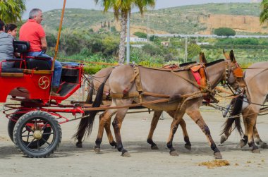 Almayate, İspanya - 22 Nisan 2018 sürücü at arabası, atları ile carters profesyonel çalışma ile yeteneği sunumunu dayalı geleneksel Endülüs Yarışması