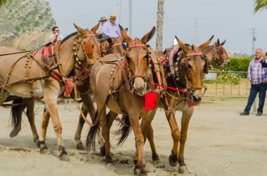 Almayate, İspanya - 22 Nisan 2018 sürücü at arabası, atları ile carters profesyonel çalışma ile yeteneği sunumunu dayalı geleneksel Endülüs Yarışması