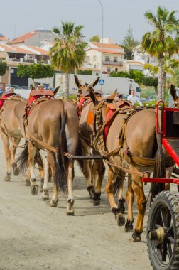 Almayate, İspanya - 22 Nisan 2018 sürücü at arabası, atları ile carters profesyonel çalışma ile yeteneği sunumunu dayalı geleneksel Endülüs Yarışması