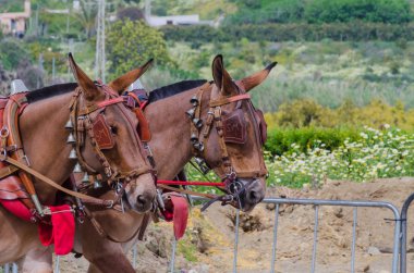 Almayate, İspanya - 22 Nisan 2018 sürücü at arabası, atları ile carters profesyonel çalışma ile yeteneği sunumunu dayalı geleneksel Endülüs Yarışması